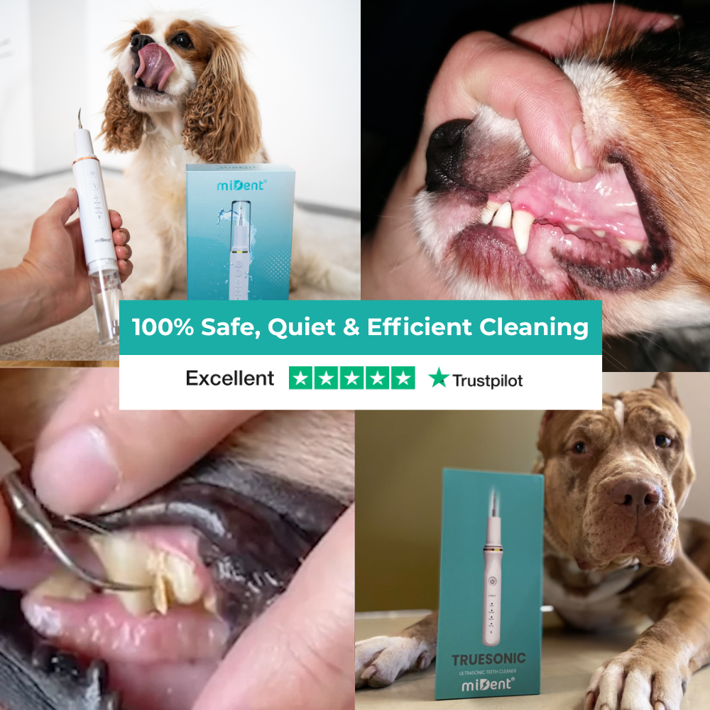 Watersonic by miDent for Dogs