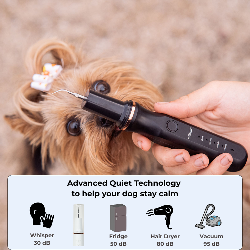 Watersonic by miDent for Dogs